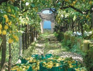 Limoni di Sorrento per il limoncello